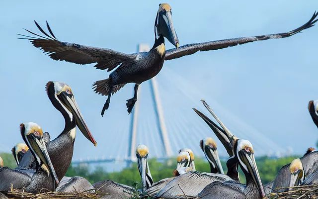 Return of nesting birds to Crab Bank Seabird Sanctuary one step closer (copy) (copy)